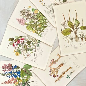 Puede incluir: Una colecci&oacute;n de grabados bot&aacute;nicos antiguos con ilustraciones detalladas de diversas flores y plantas. Los grabados muestran una gama de colores, incluyendo verde, rosa, amarillo y azul, con intrincados detalles bot&aacute;nicos y anotaciones cient&iacute;ficas.