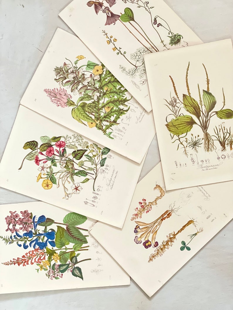 Puede incluir: Una colecci&oacute;n de grabados bot&aacute;nicos antiguos con ilustraciones detalladas de diversas flores y plantas. Los grabados muestran una gama de colores, incluyendo verde, rosa, amarillo y azul, con intrincados detalles bot&aacute;nicos y anotaciones cient&iacute;ficas.