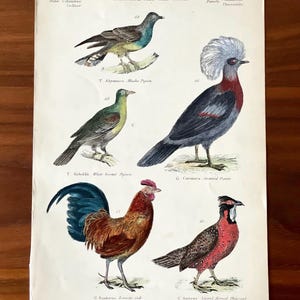 1862 Hand-Colored Bird Print: Antique Etching