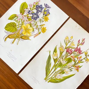 1905 Set of 2 Antique flower prints