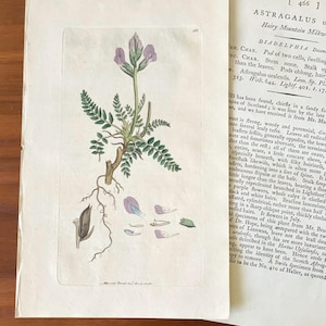1790s Hand-colored Flower Botanic Print Antique Original Print