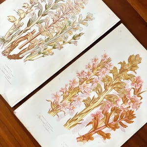 1905 Set of 2 Antique flower prints