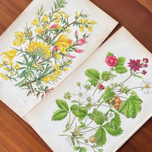 C1860 Set of 2 Antique botanical flower prints