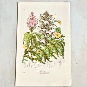 Puede incluir: Ilustraci&oacute;n bot&aacute;nica de flores de Acanthus. La impresi&oacute;n presenta dibujos detallados de las hojas, flores y detalles bot&aacute;nicos de la planta. Las flores est&aacute;n representadas en tonos de rosa, blanco y amarillo, con follaje verde. El texto "Acanthus The acanthus Tribe" est&aacute; escrito debajo.