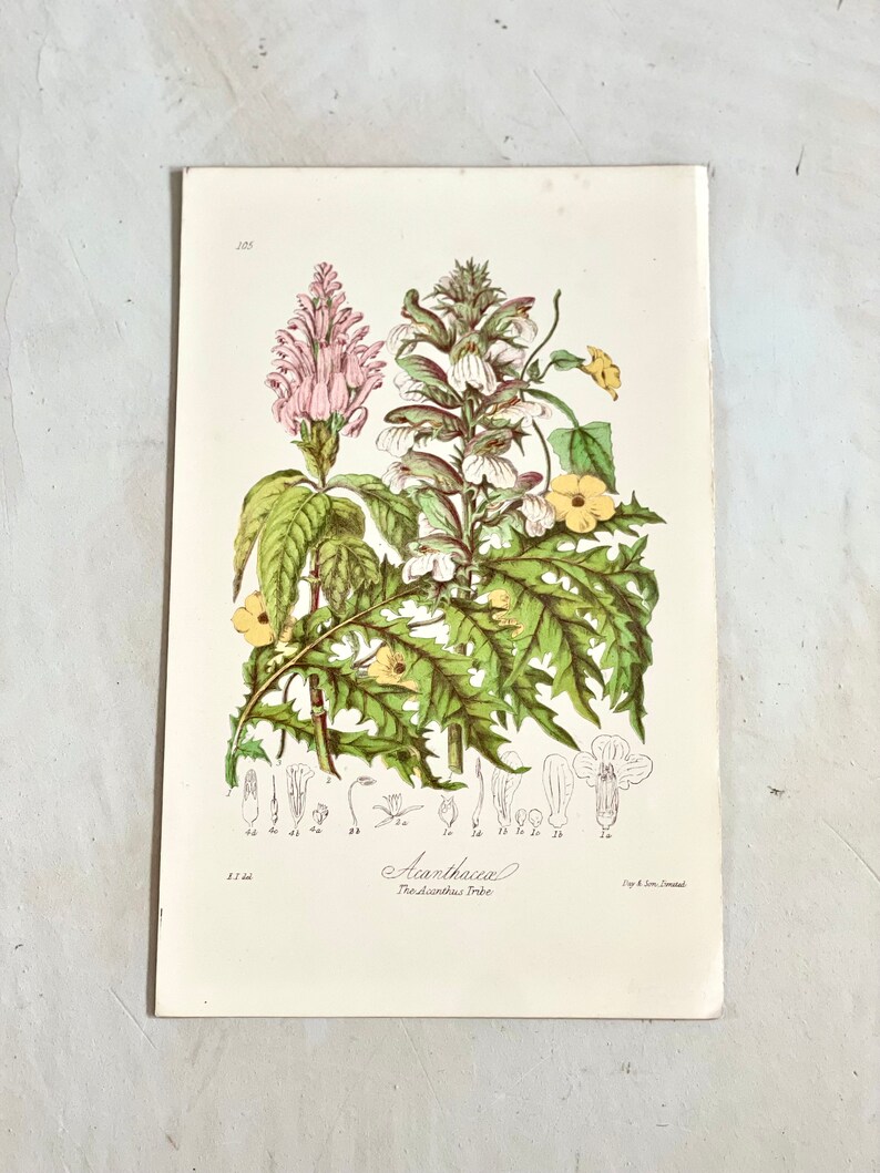 Puede incluir: Ilustraci&oacute;n bot&aacute;nica de flores de Acanthus. La impresi&oacute;n presenta dibujos detallados de las hojas, flores y detalles bot&aacute;nicos de la planta. Las flores est&aacute;n representadas en tonos de rosa, blanco y amarillo, con follaje verde. El texto "Acanthus The acanthus Tribe" est&aacute; escrito debajo.