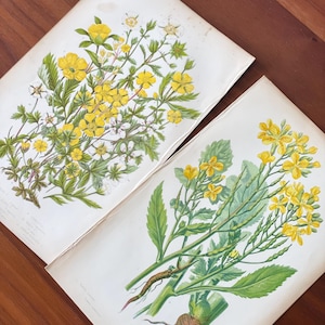 C1860 Set of 2 Antique botanical flower prints