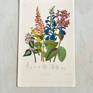 Puede incluir: Una l&aacute;mina bot&aacute;nica antigua con ilustraciones coloridas de diversas flores y follaje. Las flores est&aacute;n representadas en tonos rojos, azules, rosas y amarillos, con hojas verdes. La l&aacute;mina incluye el texto "Lamiaceae" y "The Dead-nettle Tribe".