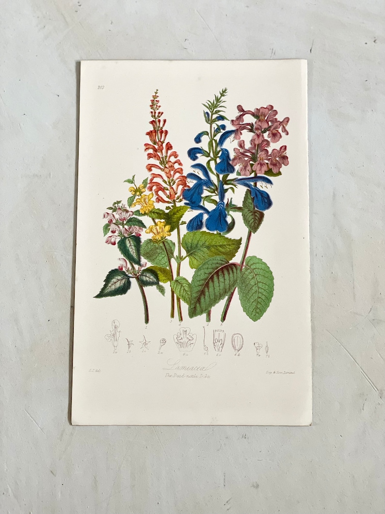 Puede incluir: Una l&aacute;mina bot&aacute;nica antigua con ilustraciones coloridas de diversas flores y follaje. Las flores est&aacute;n representadas en tonos rojos, azules, rosas y amarillos, con hojas verdes. La l&aacute;mina incluye el texto "Lamiaceae" y "The Dead-nettle Tribe".