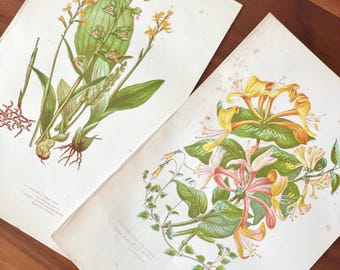 1905 Set of 2 Antique flower botanical prints