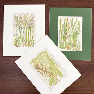 C1900 Antique flower botanical prints matted W. J. Gordon