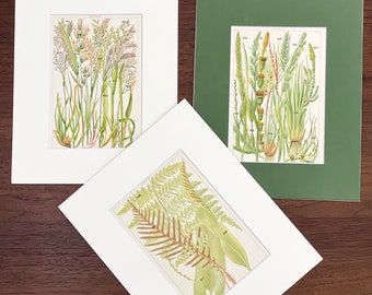 C1900 Antique flower botanical prints matted W. J. Gordon