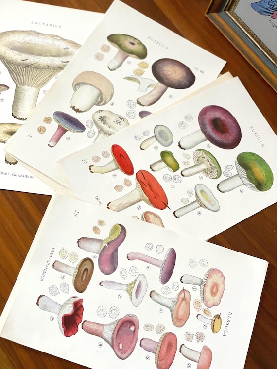 1919 Set of 4 Antique mushroom fungi prints