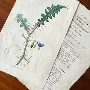 1825 Hand-colored Flower Botanical Print Antique Original Print Orange Thorned Night Shade
