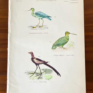1862 Hand-colored Birds Print Antique Original Etching Print Avocet the Common Snipe the Chinese Jacana