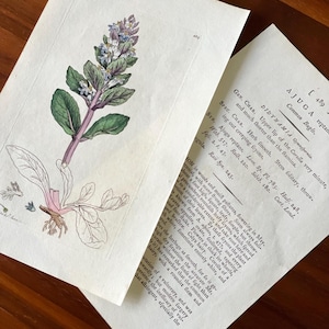 1790s Hand-colored Flower Botanic Print Antique Original Print