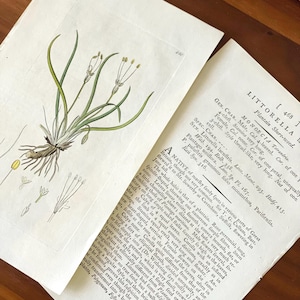 1790s Hand-colored Flower Botanic Print Antique Original Print