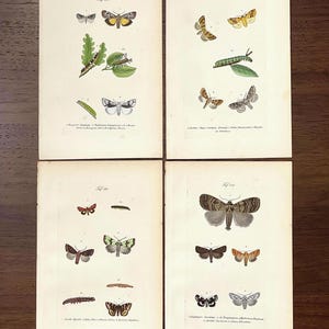 1860 Antique moth and butterfly print hand colored etchings