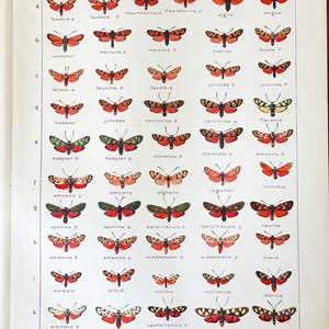 1909 Antique Rare Butterfly print Entomology Natural History Insect