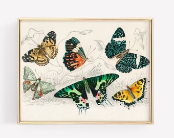 Free Printable Pictures Of Brightly Colored Butterflies