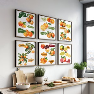 Watercolor Boho Citrus Types Print Set of 6, Orange Grapefruit Types Wall Art Set of Six, Oranges Types Art Print, Citrus Types Art Print