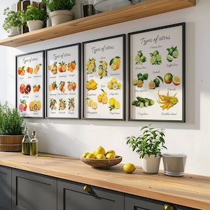 Citrus Types Art Print Set of 4, Citrus Chart Wall Art Set of Four, Watercolor Citrus Printable Art, Lemon  Lime Kitchen Fruit Wall Decor