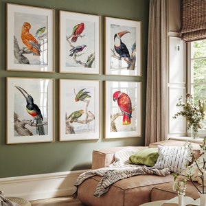 Tropical Birds Vintage Art Print Set of 6 by Aert Schouman, Parrot Toucan Aracari Gallery Wall Art Set of six, Antique Birds Gallery Wall