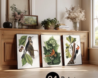 Vintage Mark Catesby Bird Wall Art – Framed or Unframed Print