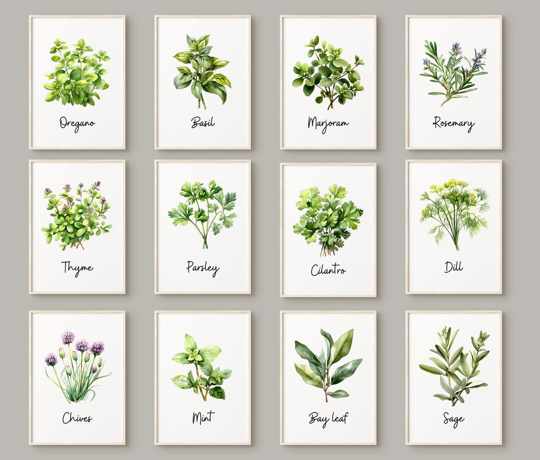 Watercolor Herbs Print Set of 3 or 6 or 12 Kitchen Herbs Gallery Wall ...