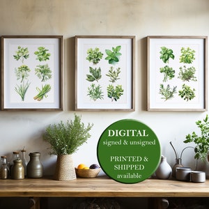 Watercolor herbs print set of three Herbal Poster Set Herbs Guide Set of 3 Prints Herb Wall Art Culinary Prints Minimal Food Decor PRINTABLE