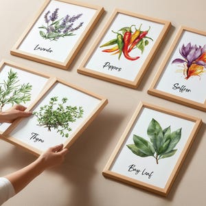 Watercolor Herbs & Spices Wall Art Set of 24, Herbal Botanical Dining ...