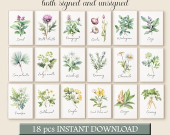Akwarela Rośliny Lecznicze Sztuka Herbarium Wydruk Zestaw 18 Jasnych Pastelowych Ziół Plakat Herbal Pobierz Prezent dla Zielarza Naturopaty Sztuka Ścienna