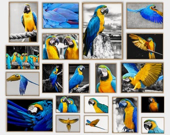 Collection of 24 B&W Remixed Photos of Blue Yellow Macaw Tropical Bird - Blue Parrot Photography Set of 24 - Yellow Parrot Print Set of 24