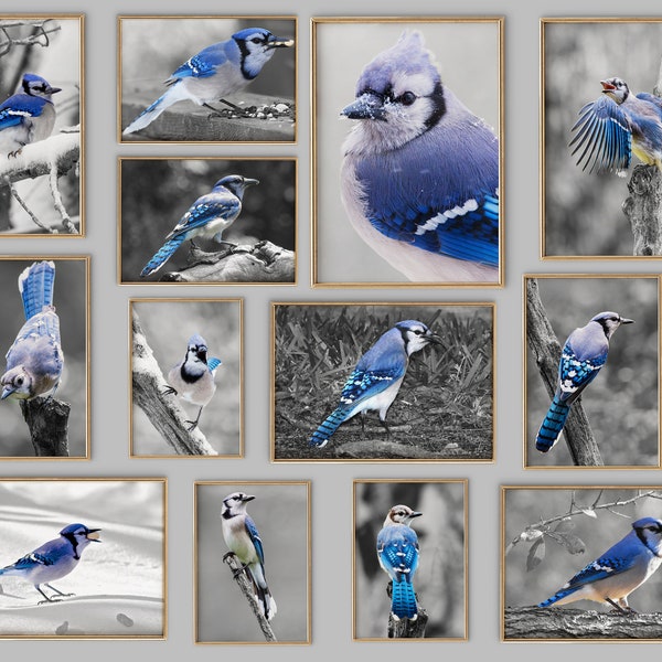 Blue Jay Bird on Black and White Photos Print Set of 12, B&W BlueJay Collage Set of 12 for Gallery Wall,Modern Blue Jay Gallery Wall Art Set