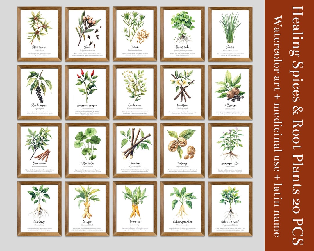 Medicinal Herb &amp; Spices Wall Art Set of 20, Healing Herb Guide Bundle ...