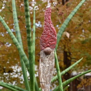 May include: A red and white ceramic gnome garden stake with a white beard and a red hat. The gnome is standing in a pot with a green plant.