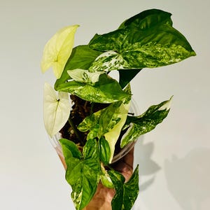 Syngonium Albo