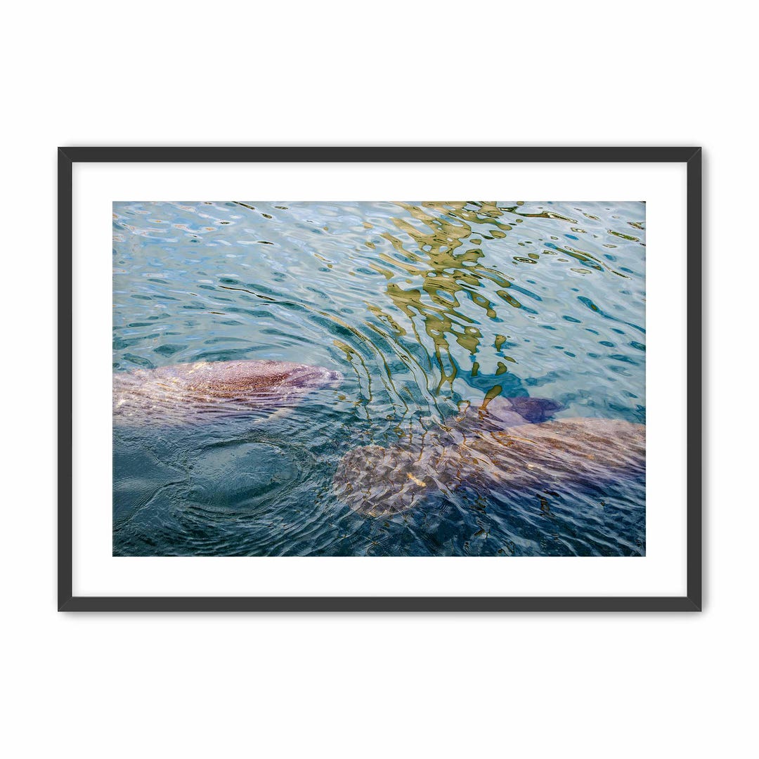 Manatee Wall Art, Abstract Photography, Sea Life Artwork, Modern ...