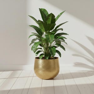 Peut inclure: Une plante verte en pot aux feuilles larges et allongées, placée dans un cache-pot rond en métal doré avec une surface martelée texturée. La plante se dresse verticalement avec de multiples tiges, affichant un feuillage vert profond.