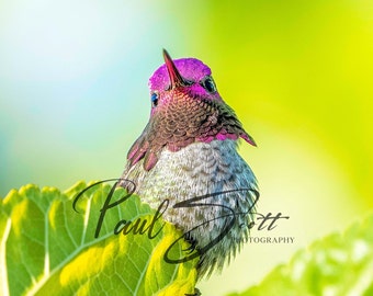 Very Colorful Male Anna's Hummingbird in Extreme Detail (High Quality Fine Art Print)