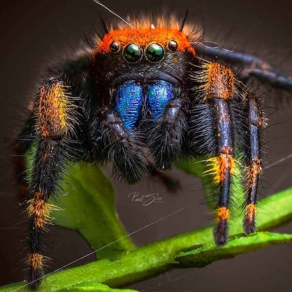 Colorful Enlarged Jumping Spider Photo (High Quality Fine Art Print)