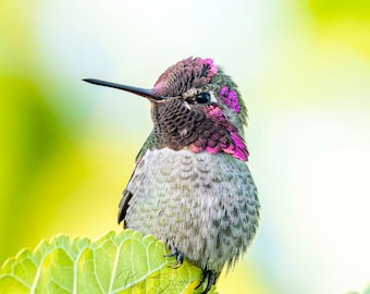 Colorful Male Anna's Hummingbird Wall Photo (High Quality Fine Art Print)