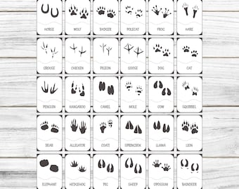 Printable Animal Footprints Flashcard - Printable Animals With Footprint - Printable Flashcard - Animal Tracks Clipart - Animal Paw Prints