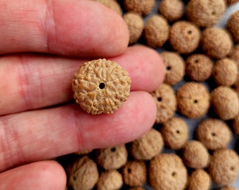 Rudraksha Mukhi 9 / 100% real Rudrakhsa / (set of 10)