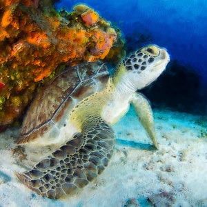 Majestic Sea Turtle Ocean Photo Print - Underwater Wildlife Photography Wall Art - Marine Life Decor - Coastal Home Gift