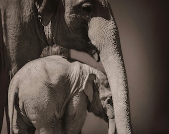 Impresión fotográfica de elefante bebé: decoración de guardería de vida silvestre, regalo para amantes de los elefantes