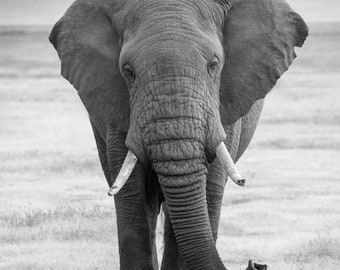 Impresión fotográfica de elefante: fauna africana, decoración de safari para habitación infantil