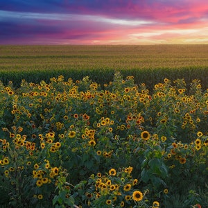 Yellow Sunflower Field Sunset Landscape Photo - Nature Photography Wall Art - Golden Sunflowers Field - Rural Farm Decor - Summer Sunset