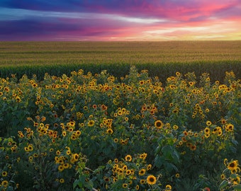 Sunflower Field Sunset Photo: Rural Landscape Wall Art