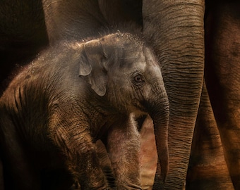 Impresión fotográfica de elefante bebé: decoración de pared para guardería con temática de vida silvestre