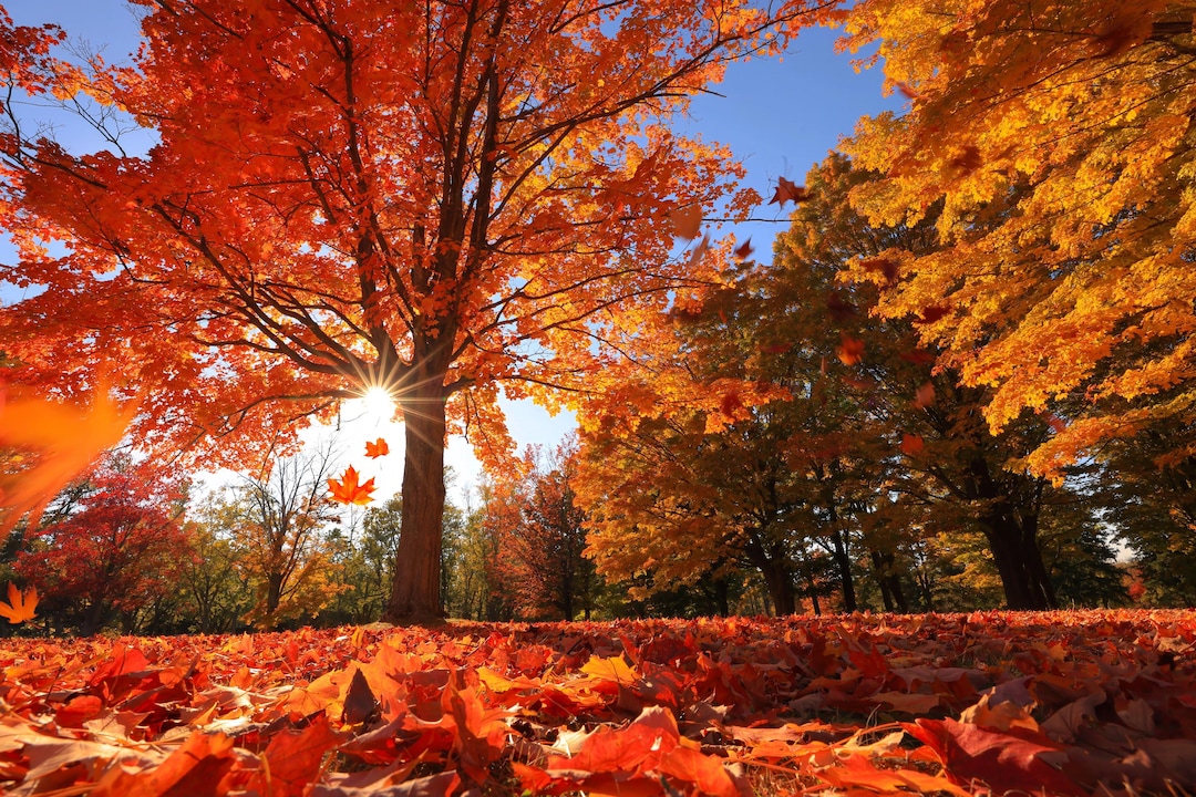 Autumn Maple Tree Photography Print: Fall Landscape Wall Art - Etsy